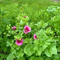Malope trifida